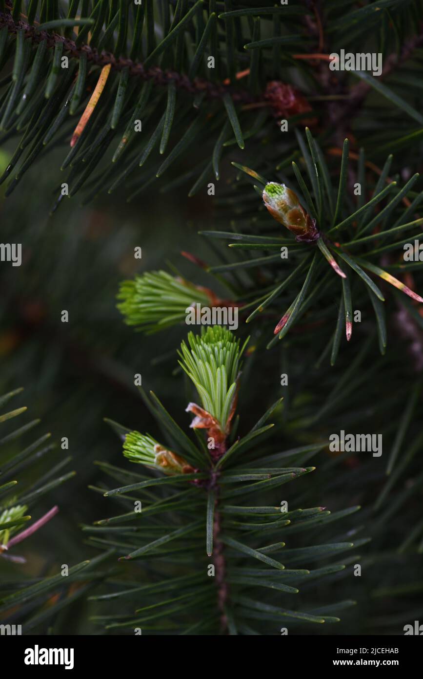 Spruce tips, new growth on a spruce tree, can be used as a food flavouring. Stock Photo