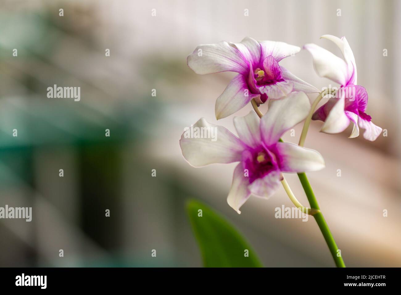 A purple and white dendrobium orchid flower, green stem and leaves, blurred green foliage background Stock Photo