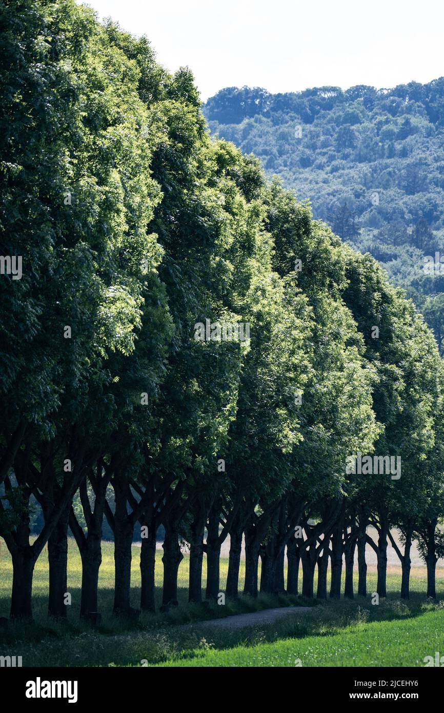 Joseph beuys 7000 oaks hi-res stock photography and images - Alamy