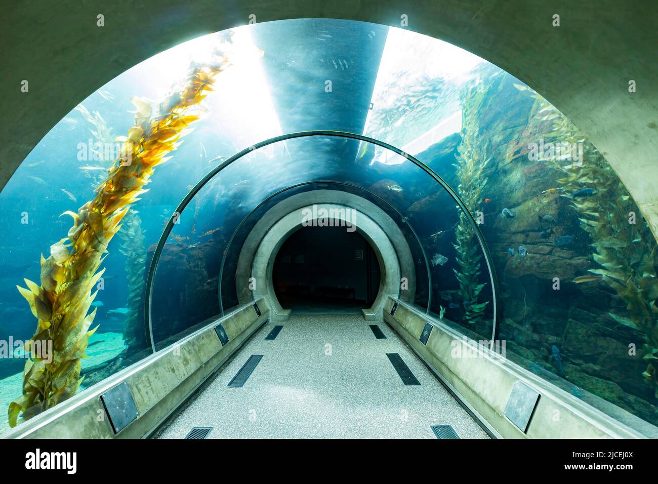 Los Angeles, JAN 29 2015 - Aquarium tunnel in California Science Center Stock Photo