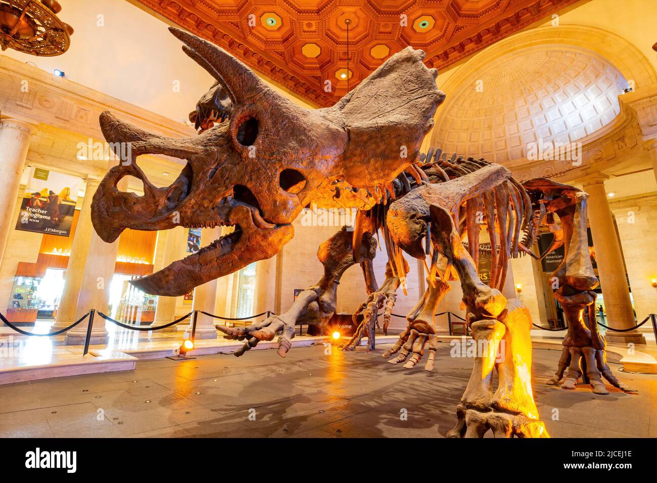 Los Angeles, FEB 4 2015 - Dinosaur fossil bone display in the Natural History Museum of Los Angeles County Stock Photo