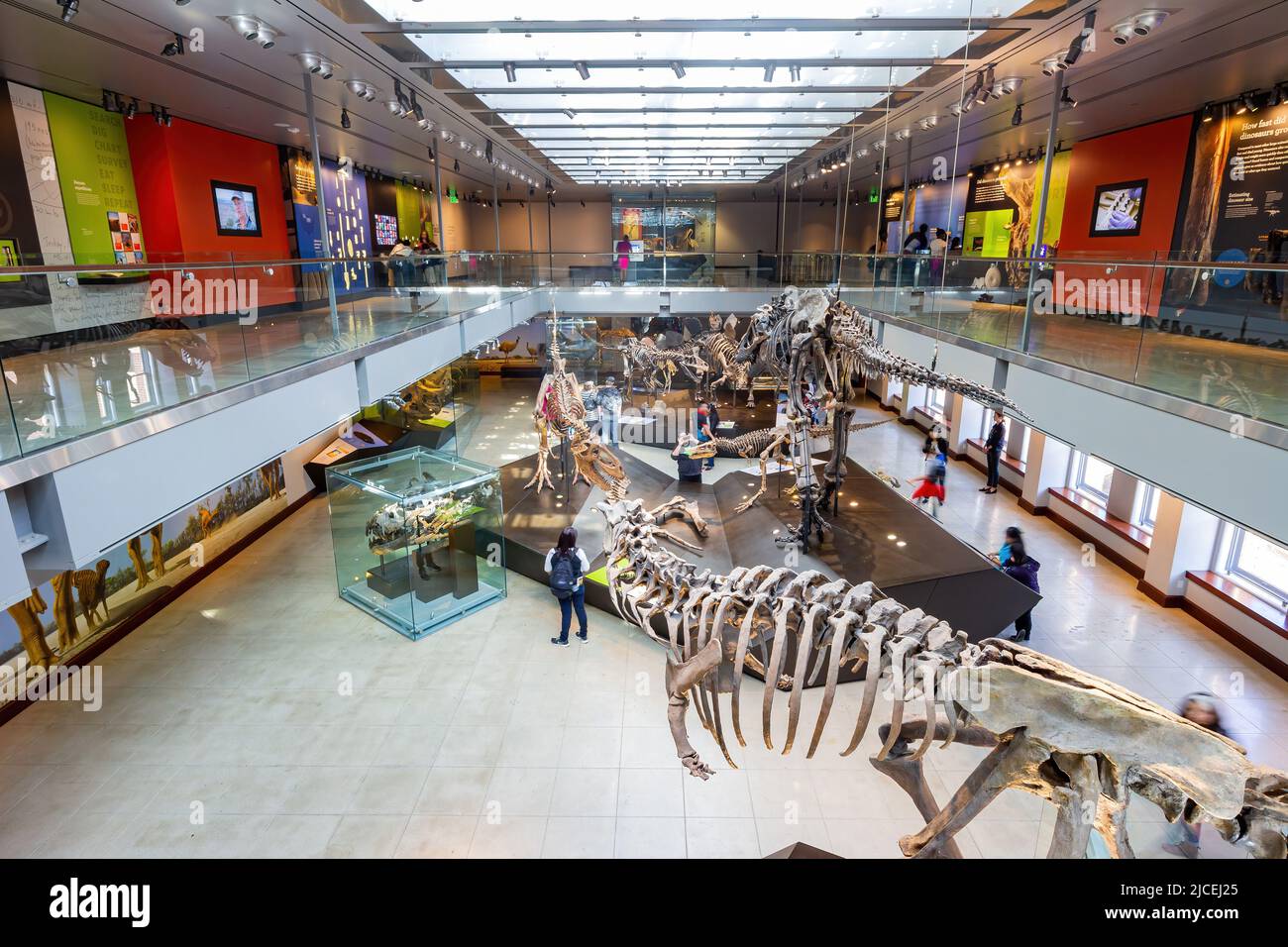 Los Angeles, FEB 4 2015 - Dinosaur fossil bone display in the Natural History Museum of Los Angeles County Stock Photo