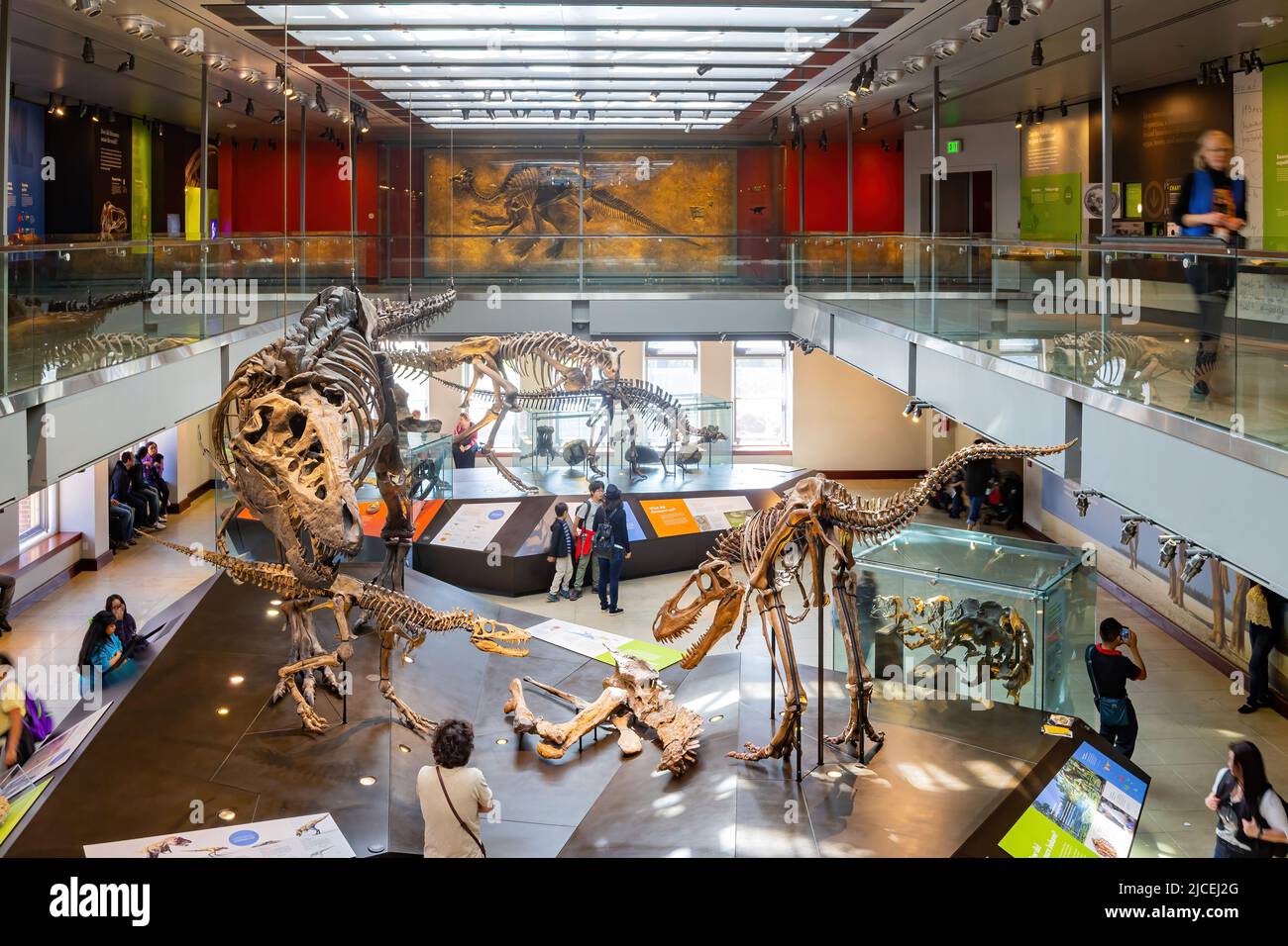 Los Angeles, FEB 4 2015 - Dinosaur fossil bone display in the Natural History Museum of Los Angeles County Stock Photo