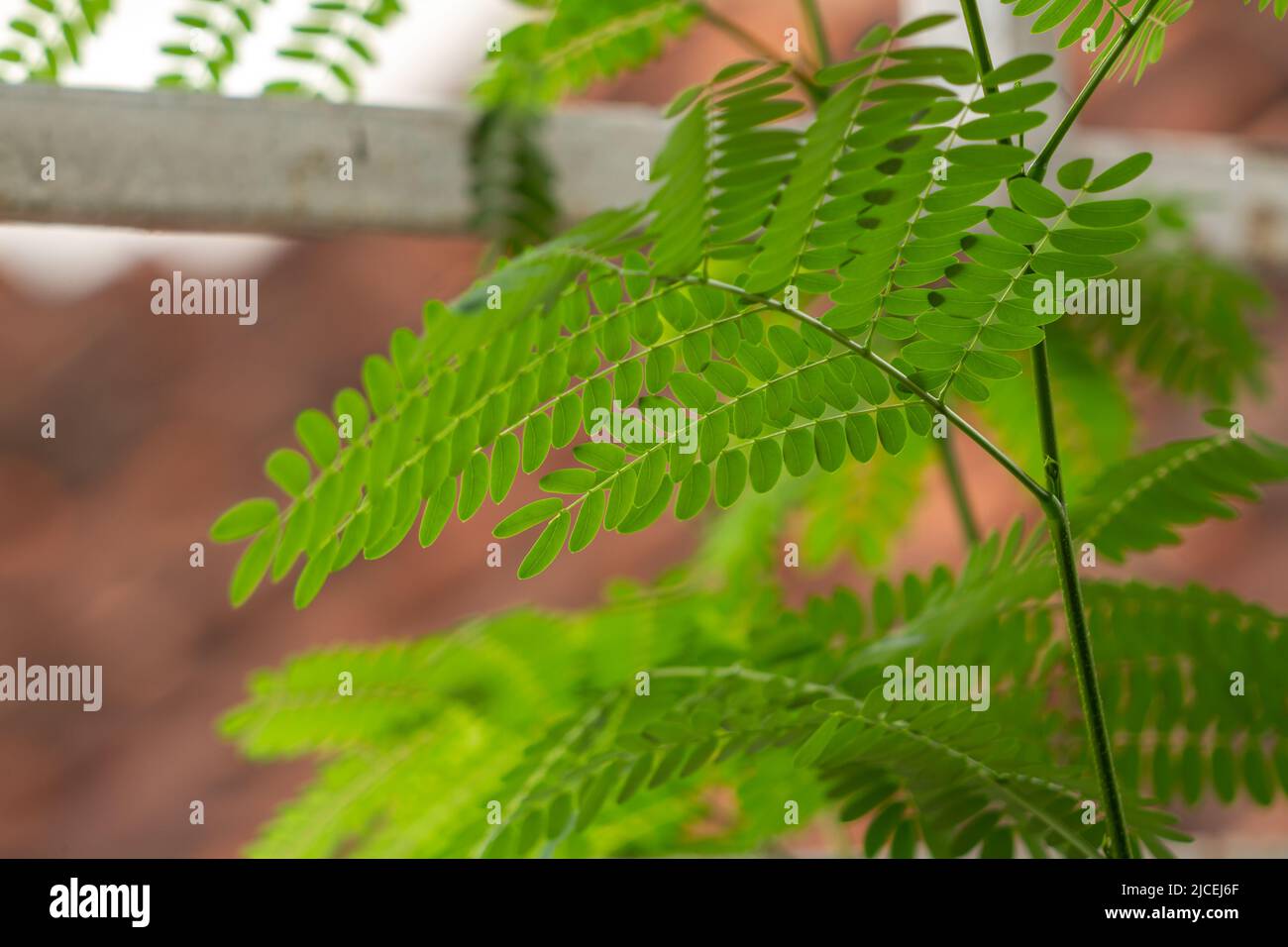 River tamarind plant shoots are green, small leaves are fresh green, plant growth Stock Photo