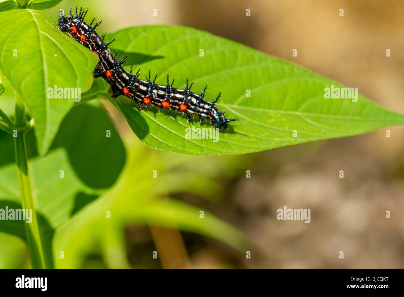 Caterpillar named thorn caterpillar which has a color combination of black and striking red