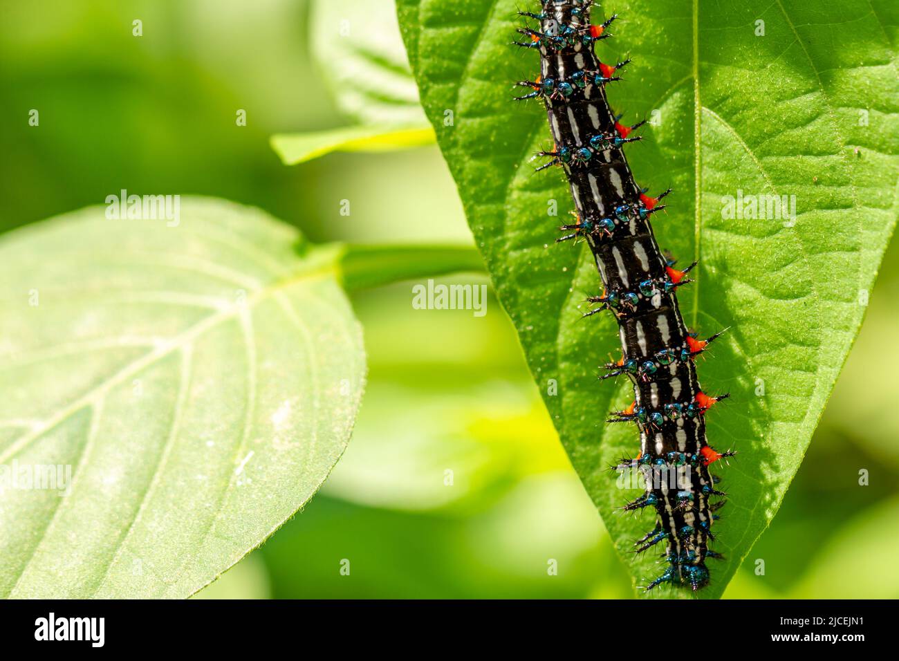 Caterpillar named thorn caterpillar which has a color combination of black and striking red