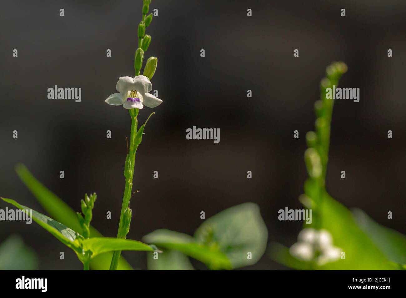 Green grass called chinese violet, leaves and stems are green, nature theme Stock Photo