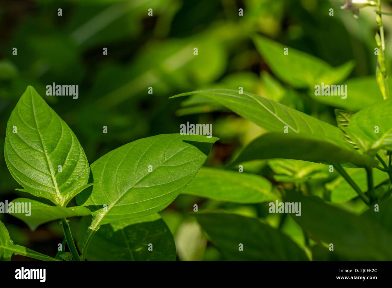 Green grass called chinese violet, leaves and stems are green, nature theme Stock Photo