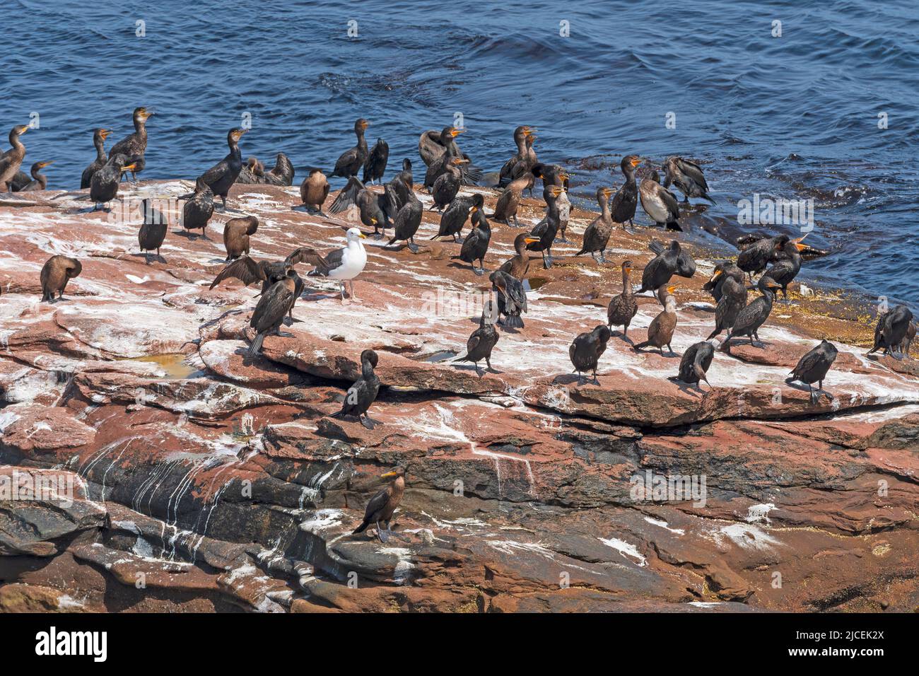 Double Crested Cormorants on a Coastal Rock on Prince Edward Island in Canada Stock Photo