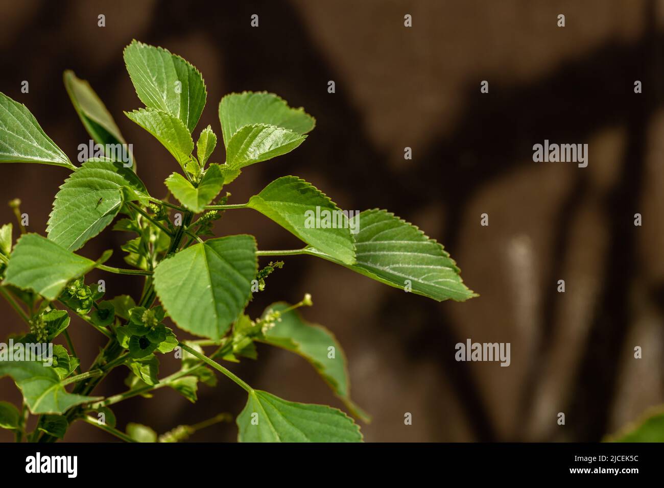 The green grass called indian acalypha, on a sunny day, grows wild in nature Stock Photo