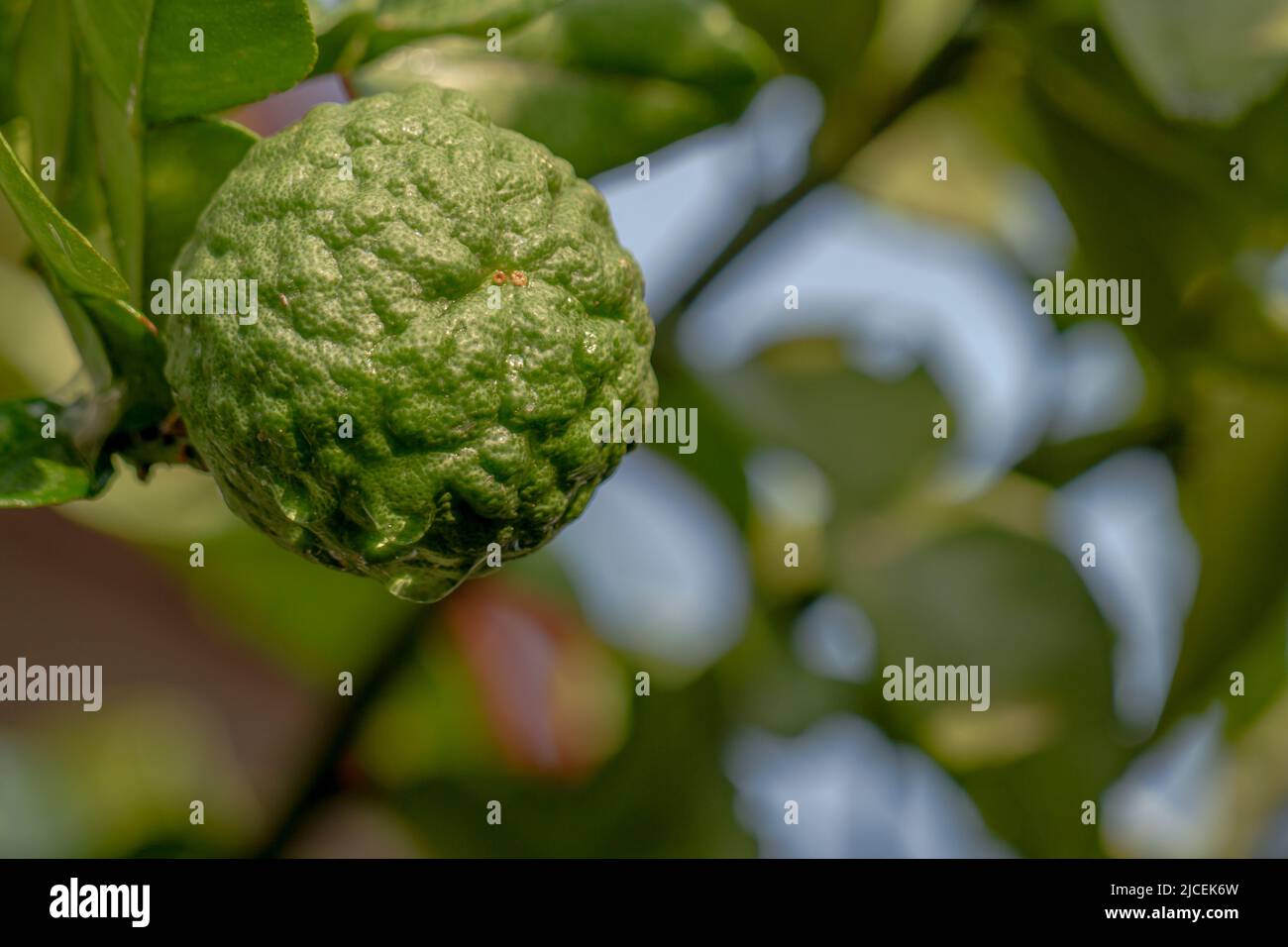 Kaffir limes hi-res stock photography and images - Alamy