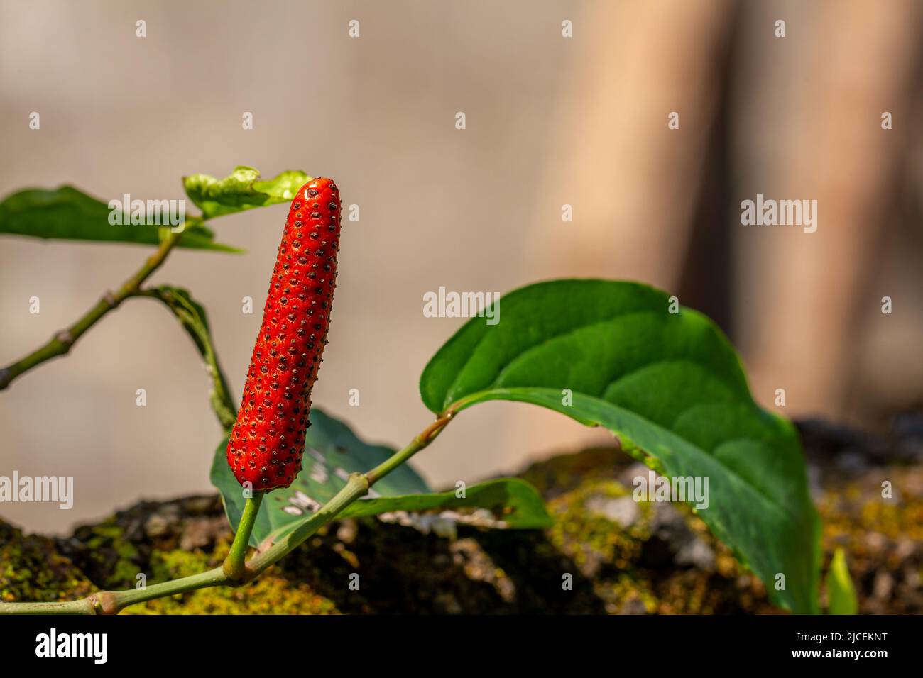 The fruit of the piper retrofractum plant or Javanese chili or Balinese