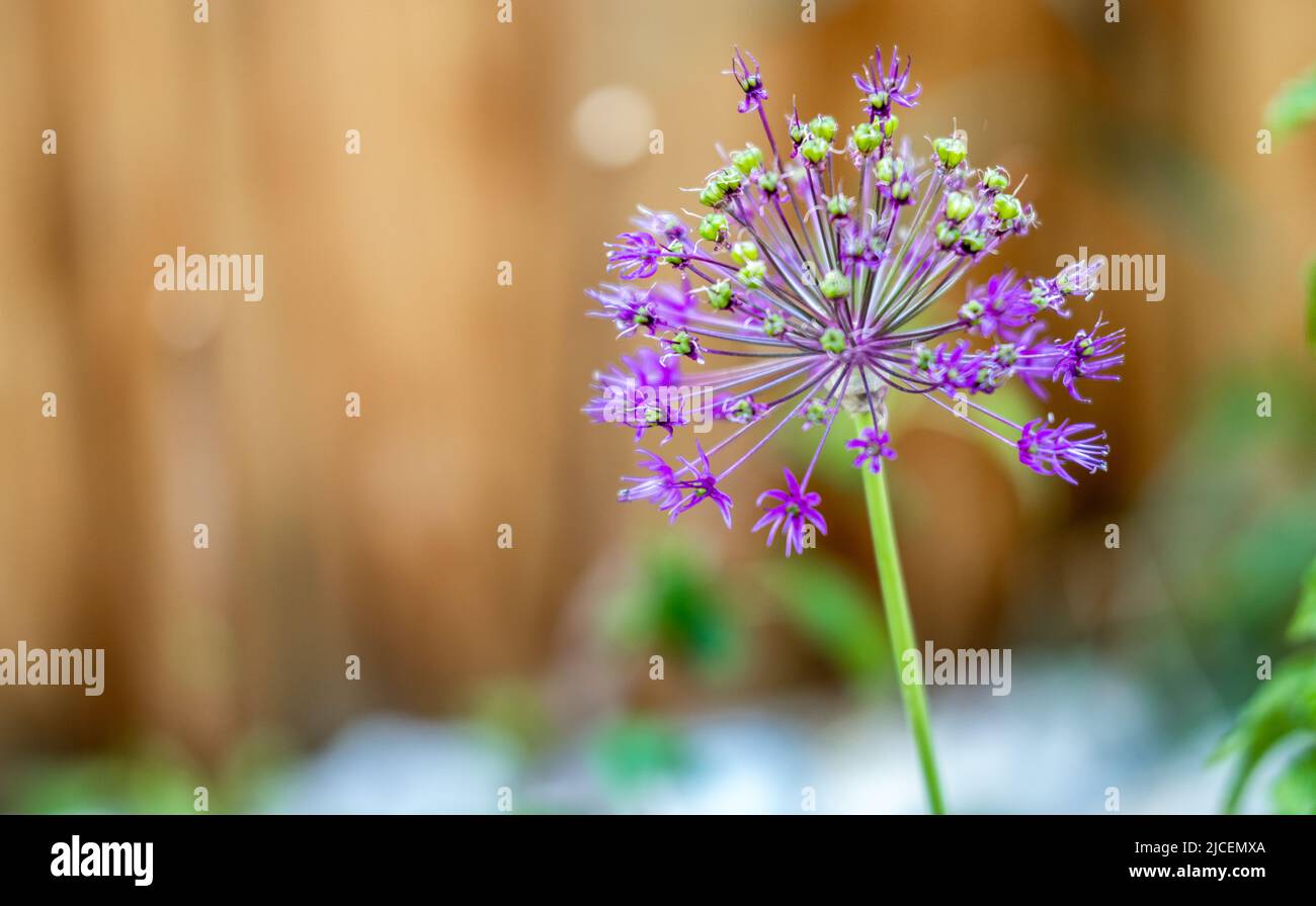 Wild onion flower bulb. Allium flower. Inflorescence of decorative onion in the garden Stock Photo