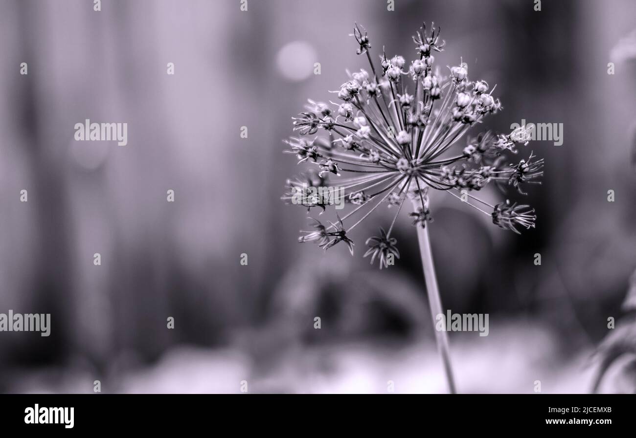 Wild onion flower bulb. Allium flower. Inflorescence of decorative onion in the garden. Black and white. Stock Photo