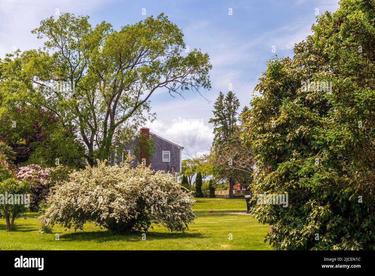 Garden landscape with the blooming hydrangea in Newport, Rhode Island Stock Photo