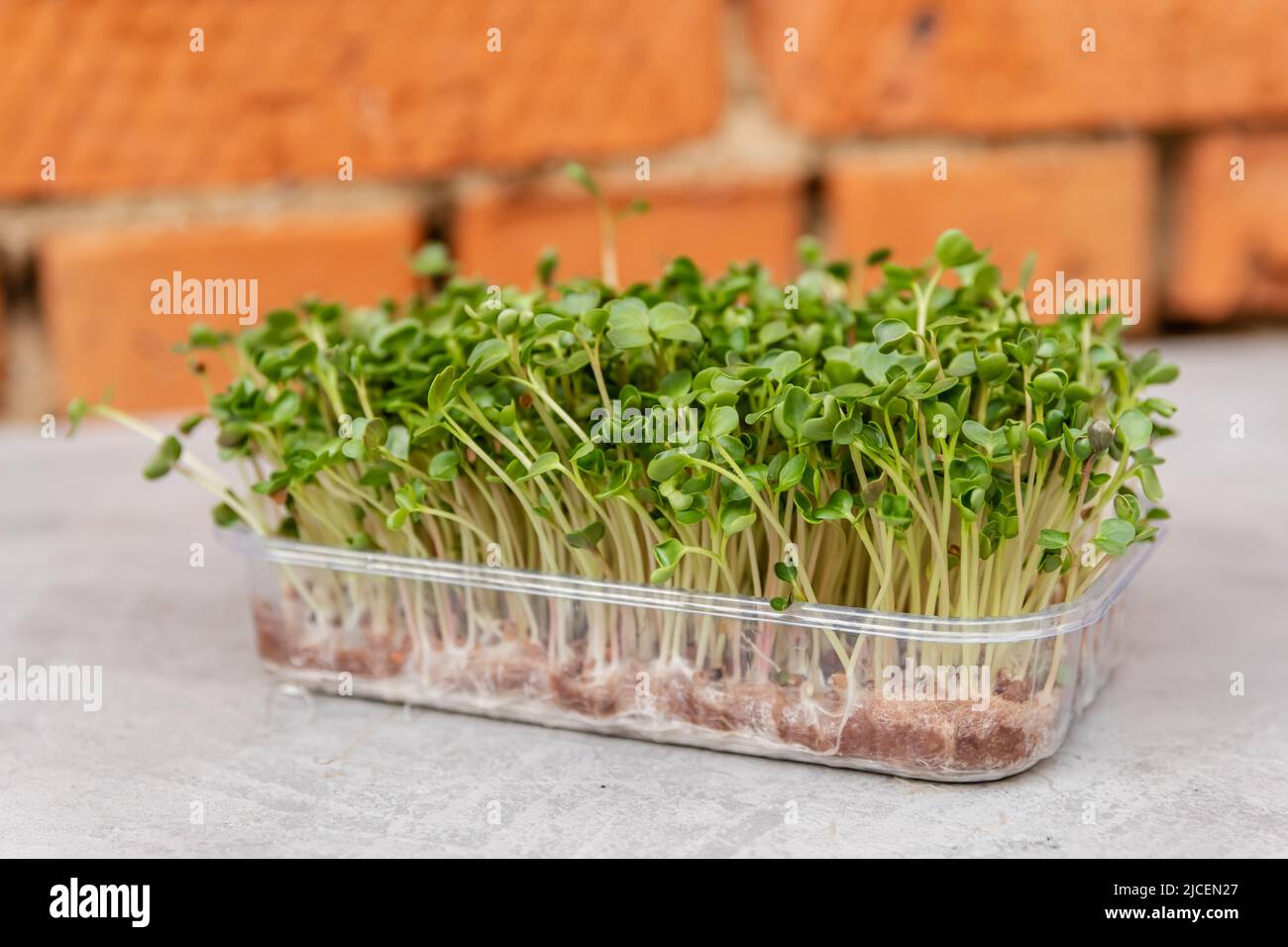 Different types of micro green sprouts. Micro green fresh sprouts. Stock Photo