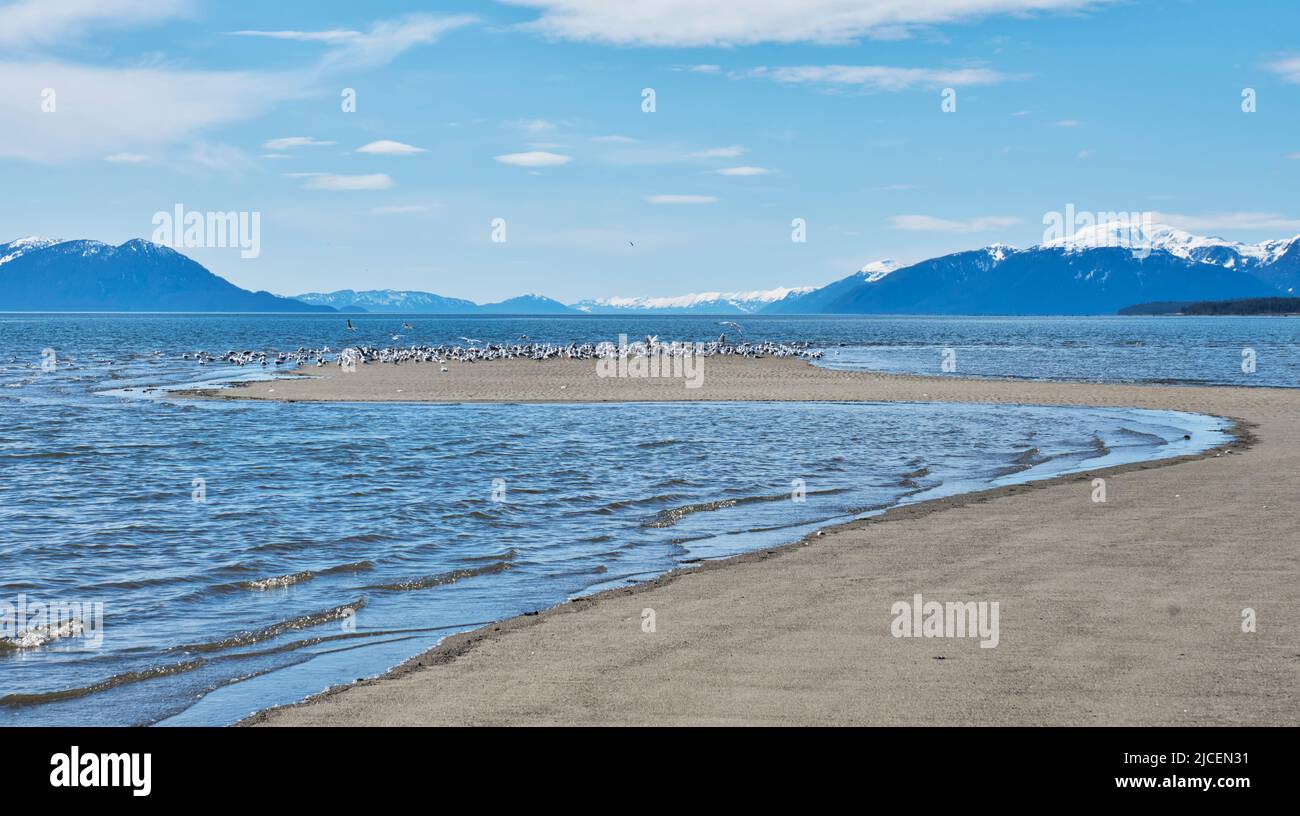 Shorebird flock on a sandbar in Southeast Alaska on a sunny spring day. Stock Photo