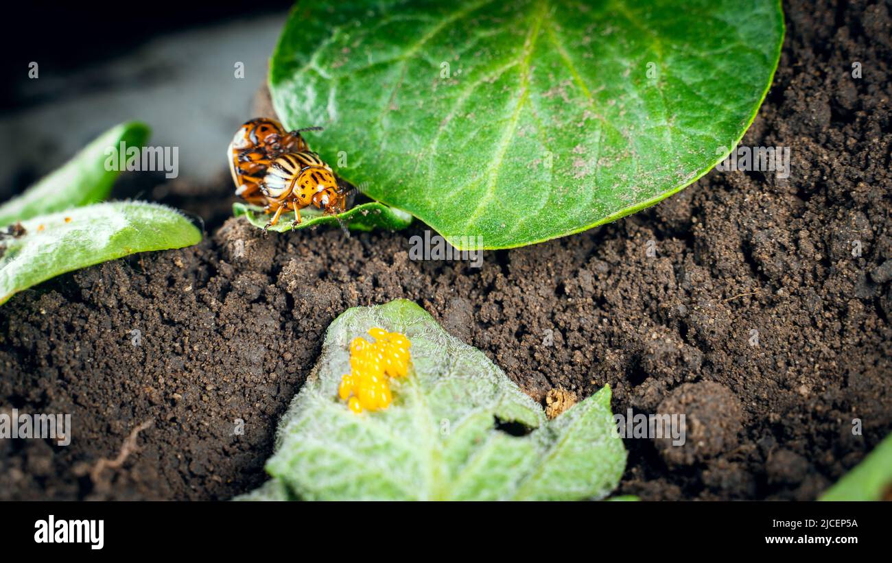 Mating Colorado potato beetles on a potato leaf. Oviposition of potato