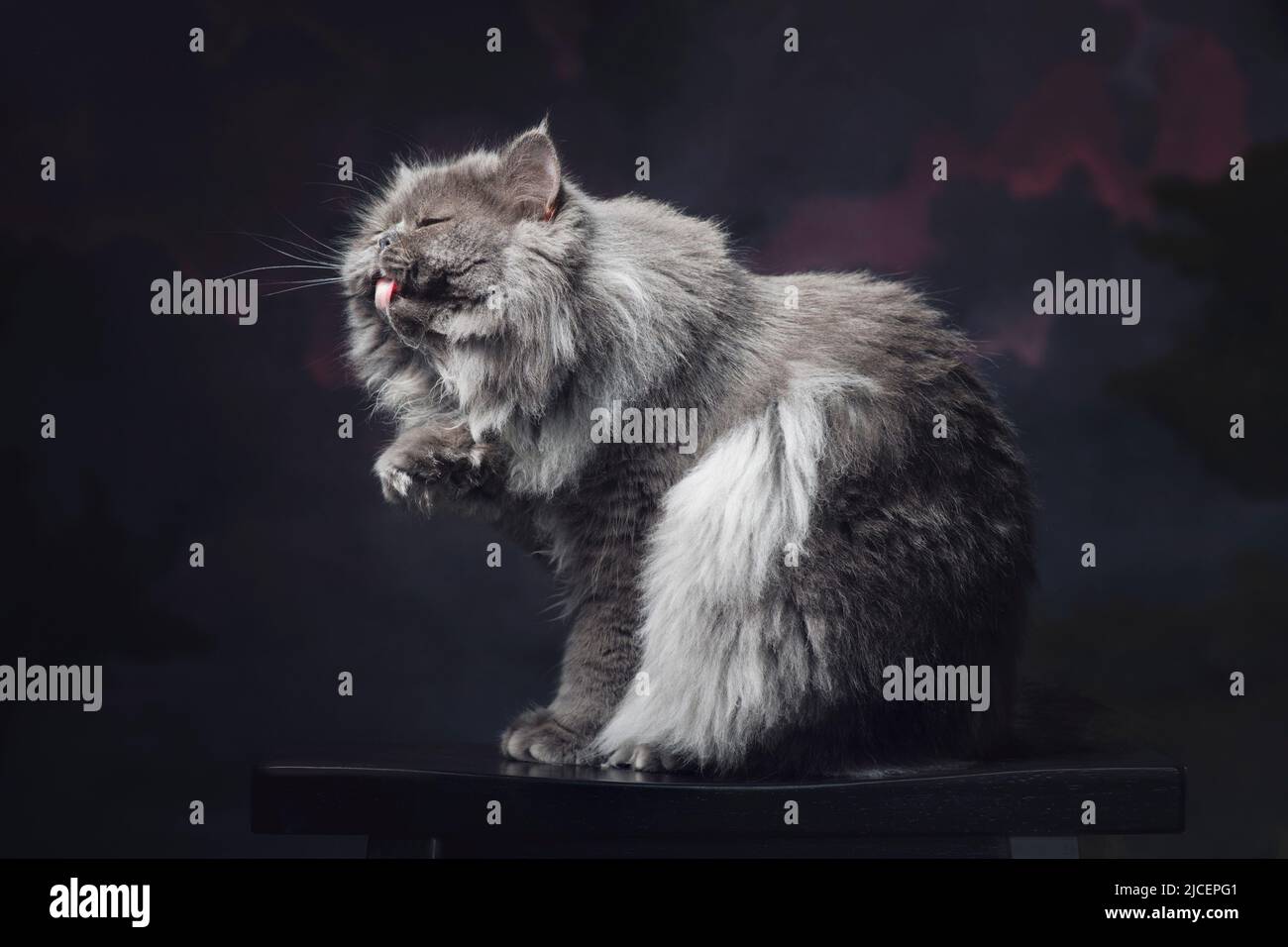 Pretty grey smoke ragamuffin cat with his tongue out and paw up, against a painted backdrop. Stock Photo