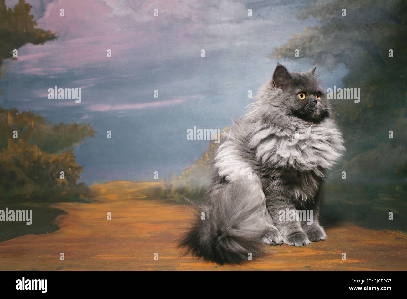 Extremely fluffy grey cat posed against a beautiful painted backdrop. Stock Photo