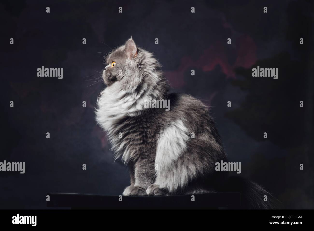 Profile portrait of a beautifuly fluffy grey and silver cat against a painted backdrop. Stock Photo