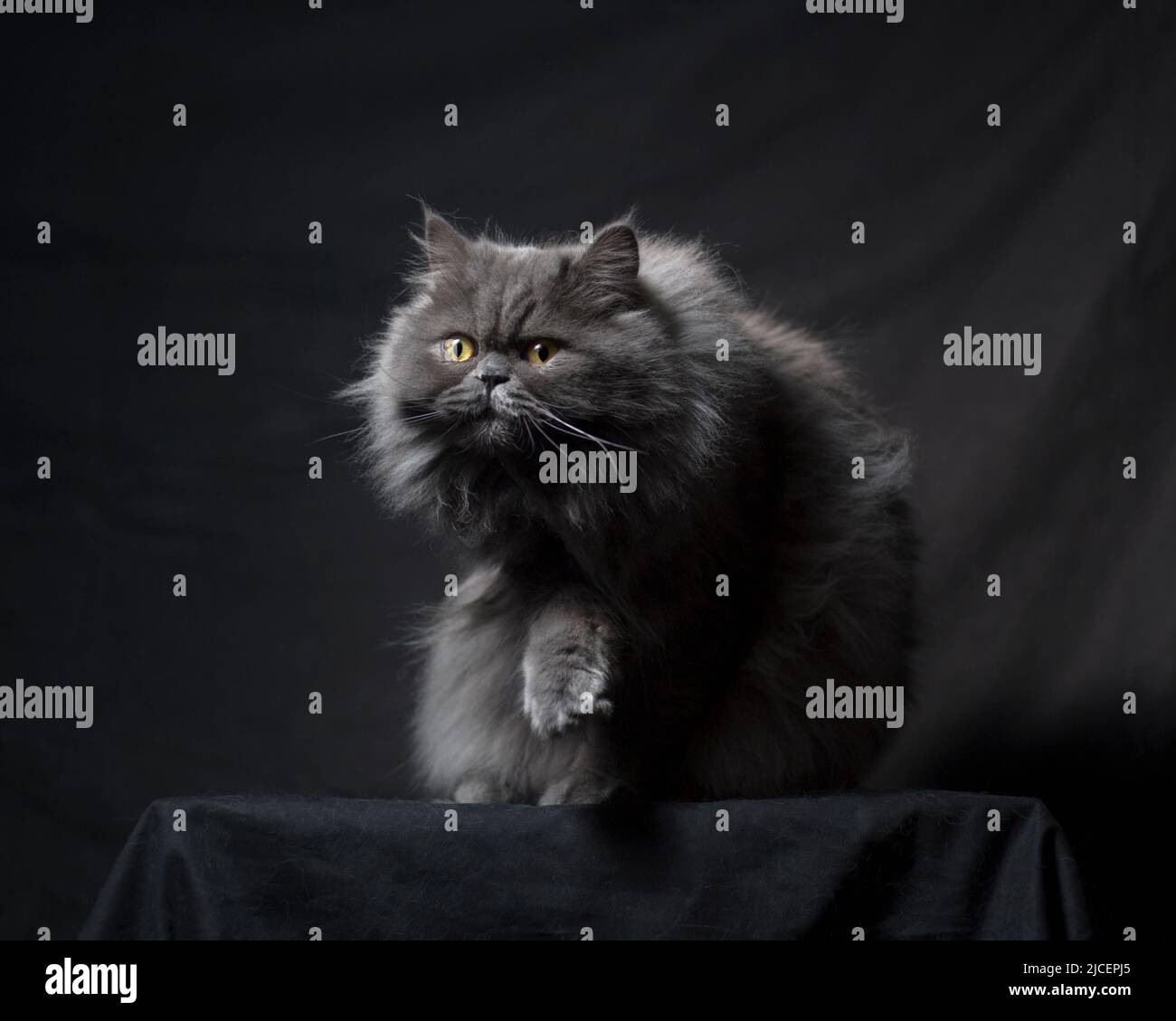 Beautiful fluffy grey persian ragamuffin cat sitting with one paw up. Stock Photo