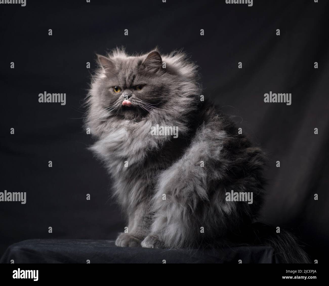 Beautiful fluffy grey persian ragamuffin cat licking his nose.. Stock Photo