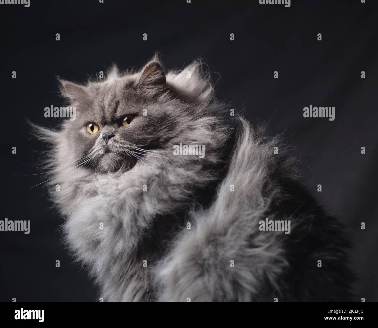 Extremely fluffy grey persian ragamuffin cat, with his fur all poofed up, posed in studio. Stock Photo