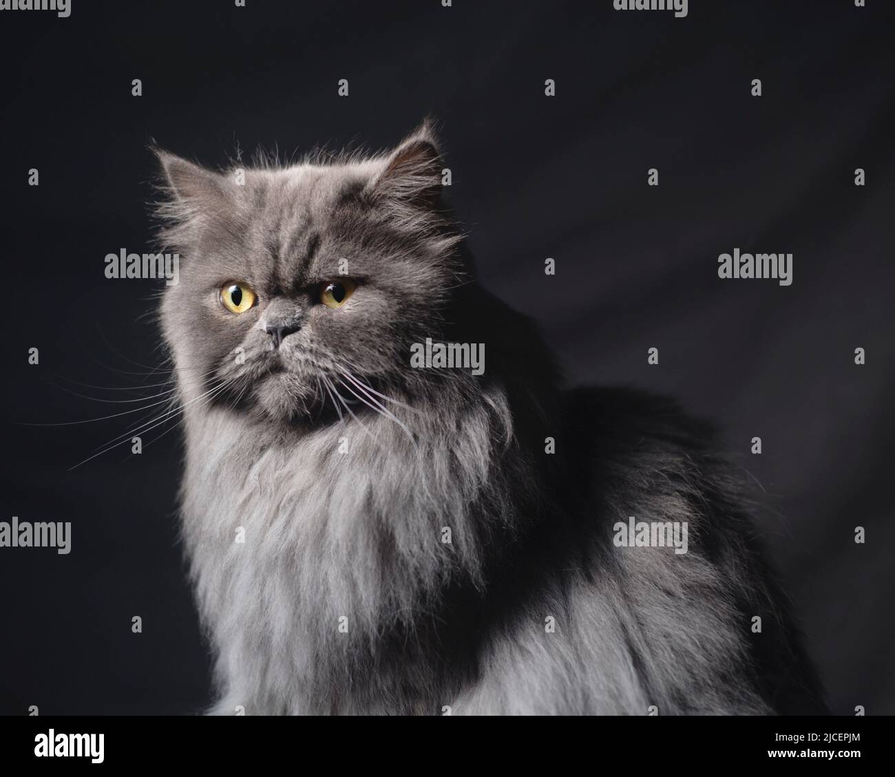 Portrait of a fluffy grey persian ragamuffin cat, with its fur brushed and flattened down, posed in studio. Stock Photo
