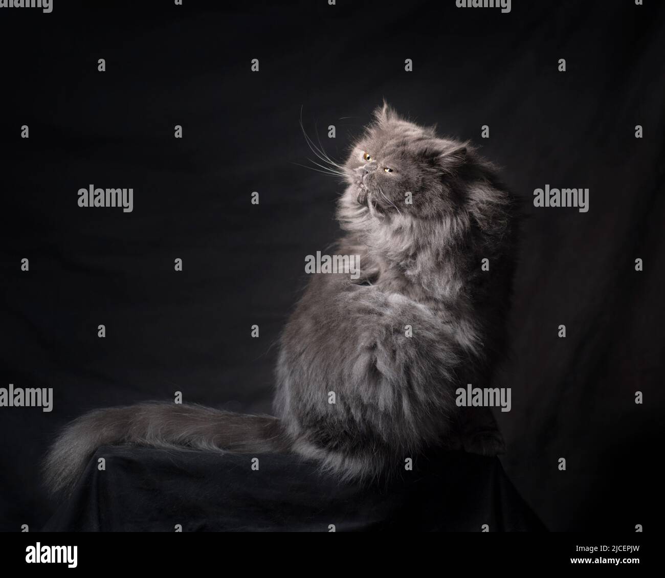 Beautiful fluffy grey persian ragamuffin cat sitting with his back to the camera, turned and looking back over his shoulder. Stock Photo