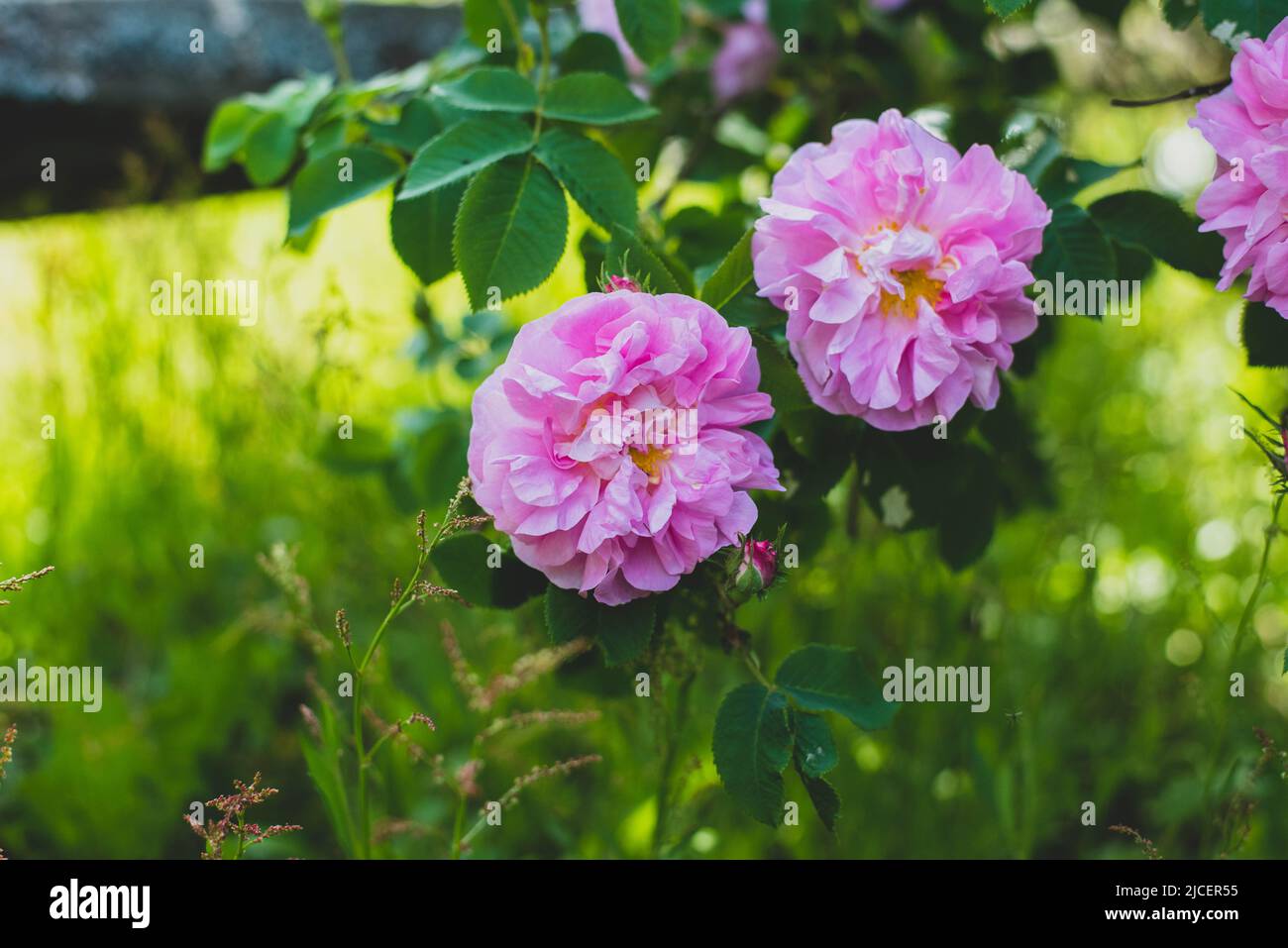Wild pink roses on a bush in the summer Stock Photo Alamy