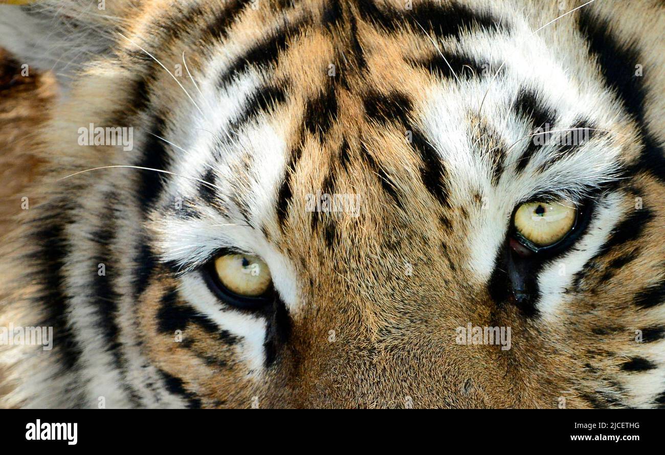 Portrait of a Siberian tiger. Stock Photo