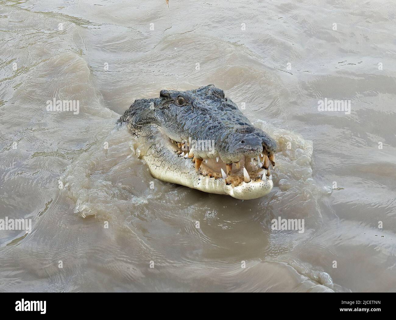 Headshot of a Saltwater Crocodile (Crocodylus porosus) with open mouth and showing teeth in the Adelaide River, Northern Territory, NT, Australia Stock Photo