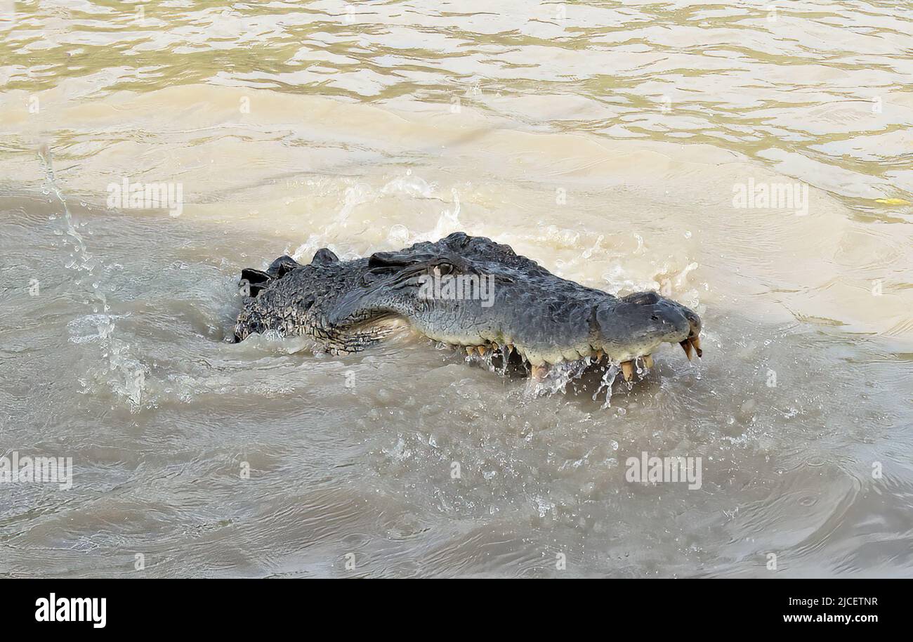 Side view of a Saltwater Crocodile head (Crocodylus porosus) with open mouth and showing teeth in the Adelaide River, Northern Territory, NT, Australi Stock Photo