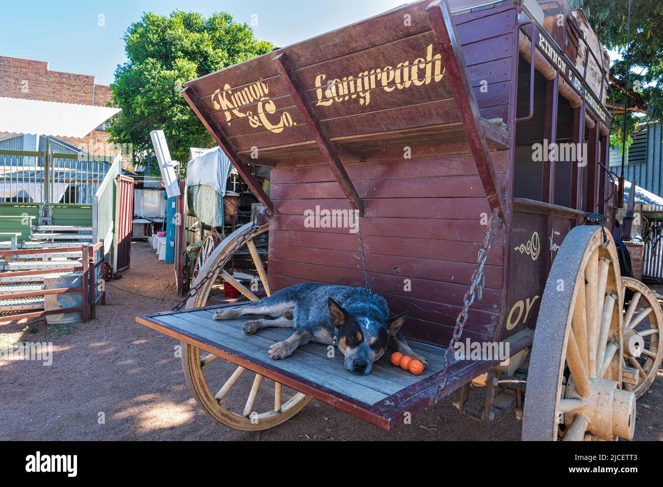 Kelpie dog lying at the back of a Cobb & Co coach at Kinnon and Co, Longreach, Queensland, QLD, Australia Stock Photo