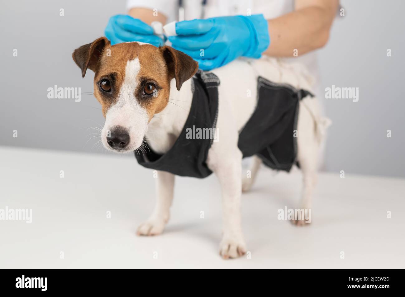 A doctor puts a blanket on a Jack Russell Terrier dog after a surgical