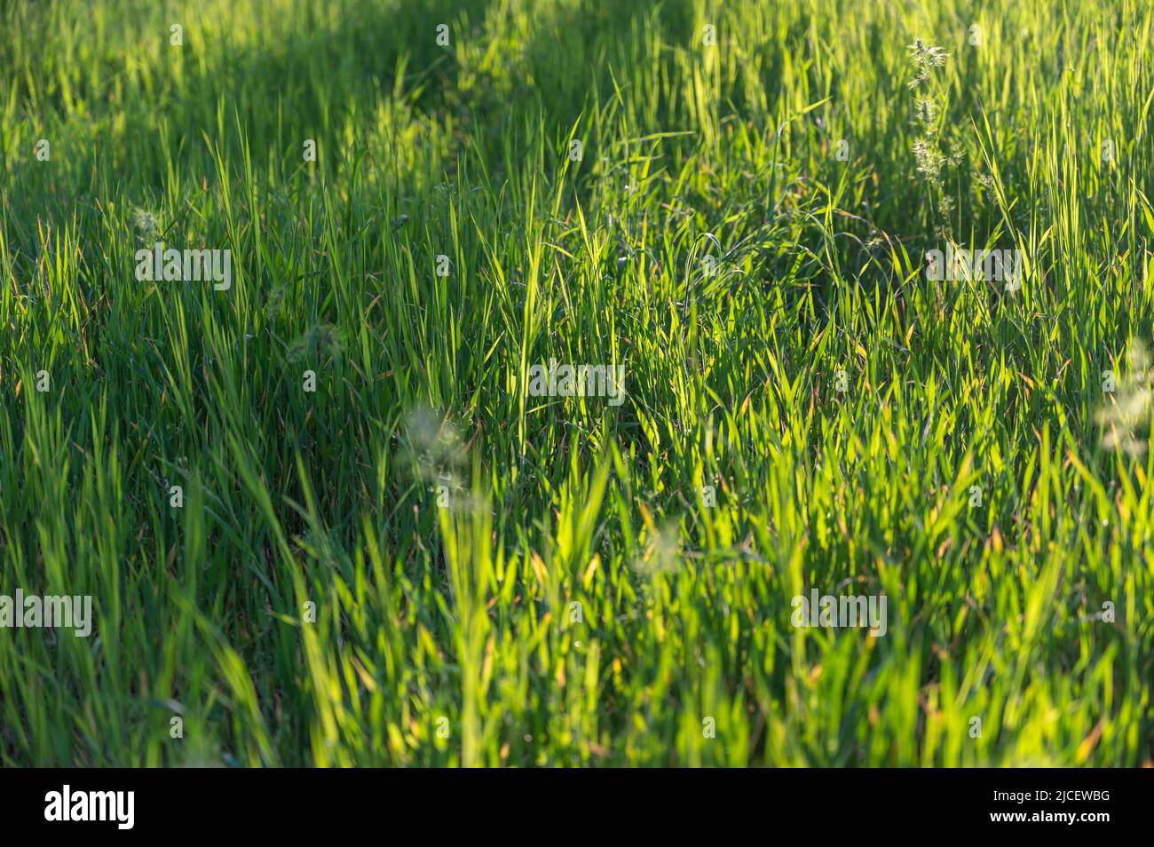 Shadows on an unmowed lawn or lawn. The texture of green grass. Natural background. No people. Selective focus. Stock Photo