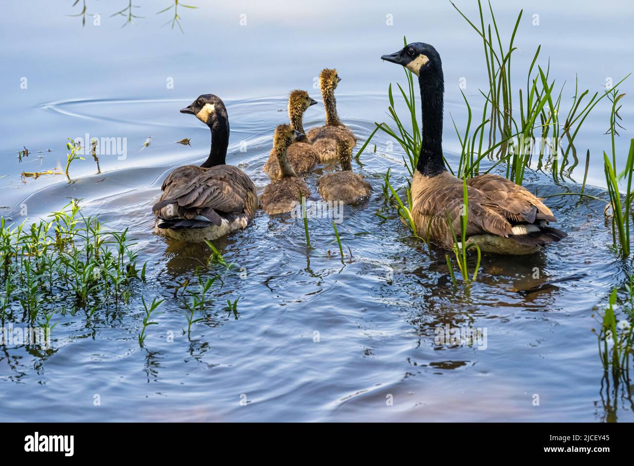 Canada geese (Branta canadensis) couple with goslings swimming along the shoreline of Lake Dardanelle in Russellville, Arkansas. (USA) Stock Photo