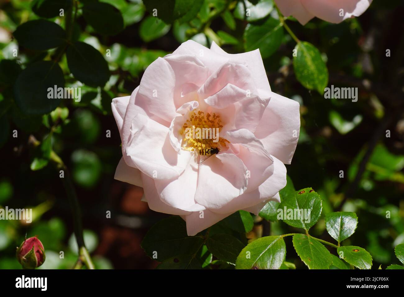 Close up of an open flower of a rose (Rosa New Dawn) with a hoverfly Epistrophe inside. Climbing rose. June, Dutch garden. Stock Photo