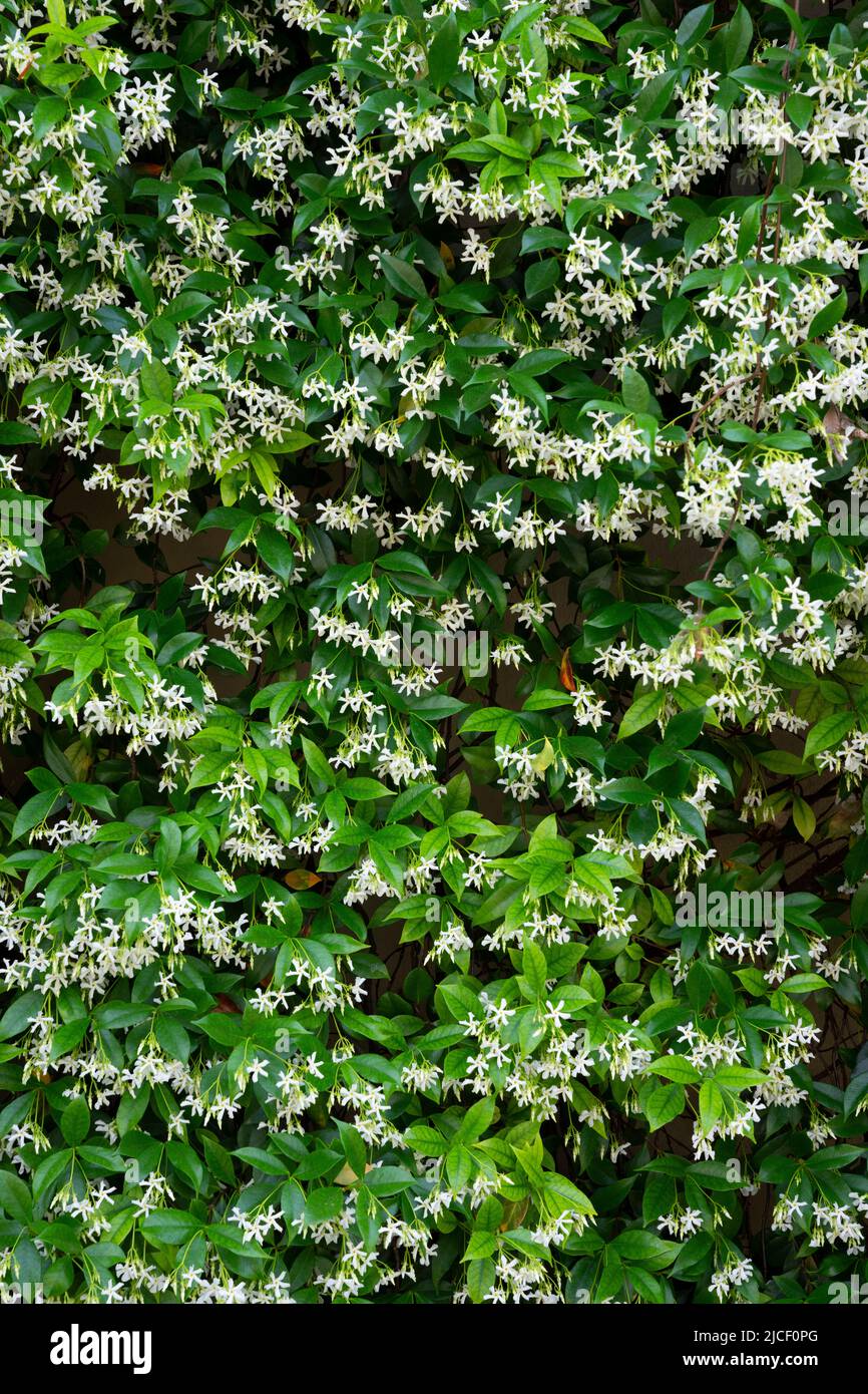 jasmine flower wall in a garden, France Stock Photo