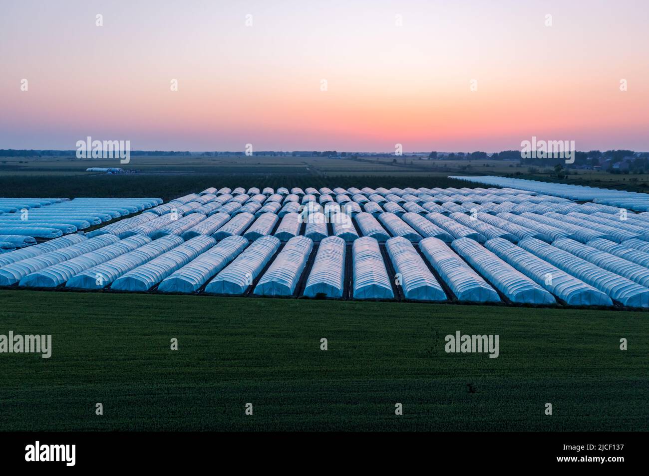 Aerial view of agricultural plastic greenhouse in vegetable plantation. Green wheat field and plastic greenhouse scenery at sunset. Stock Photo