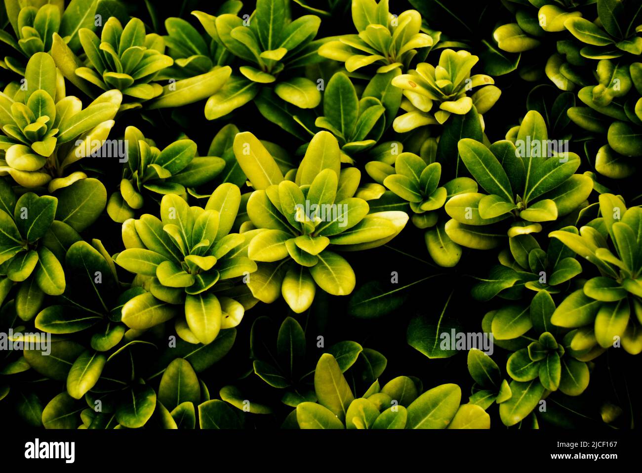 Green leaves of Pittosporum tobira - Pittosporum tobira foliage Stock Photo