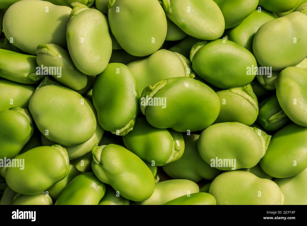 Healthy organic green raw broad beans Stock Photo Alamy