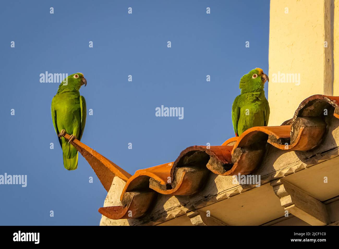 Two Yellow-crowned parrots sitting on red roof tiles against deep blue sky Stock Photo