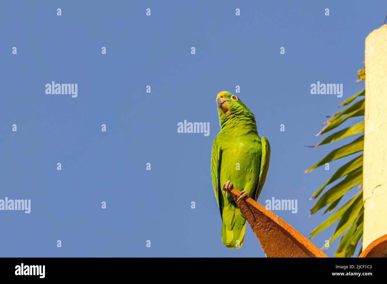 Yellow-crowned parrot sitting on a red roof tile against deep blue sky Stock Photo