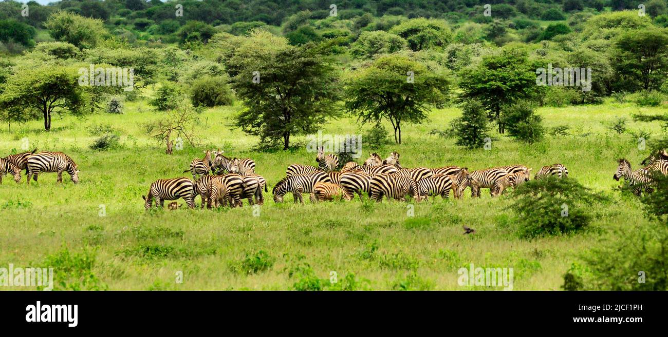 A herd of Zebras at Tarangire National Park in Tanzania. Stock Photo