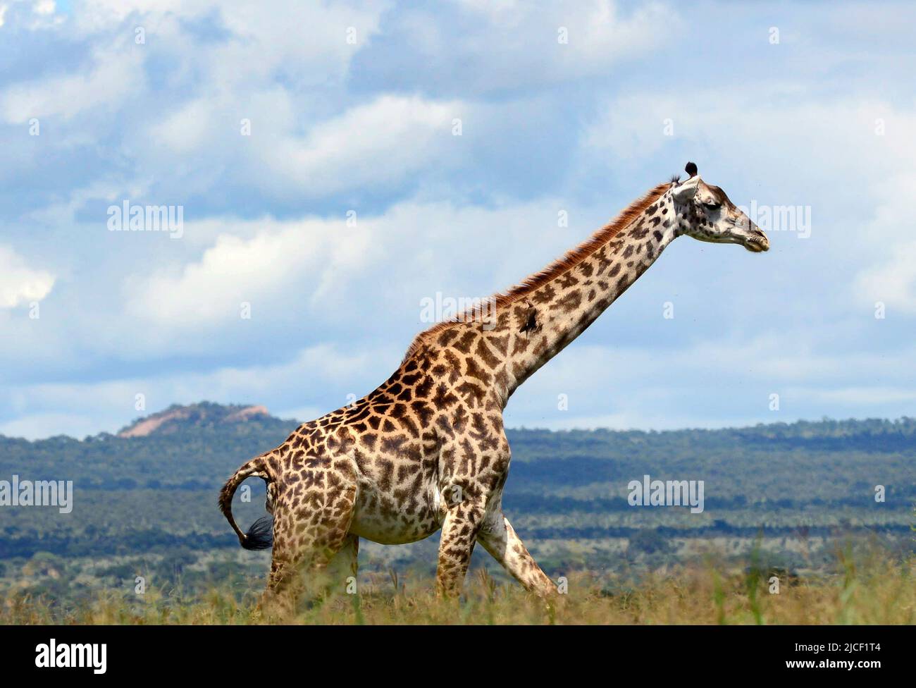 A beautiful Giraffe at Tarangire National Park in Tanzania. Stock Photo