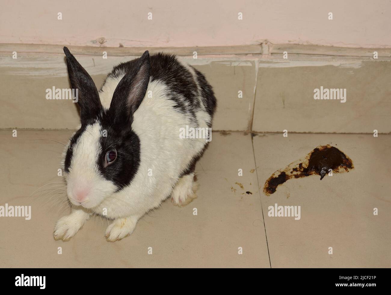 A sick rabbit with poop showing it to be suffering from diarrhea Stock