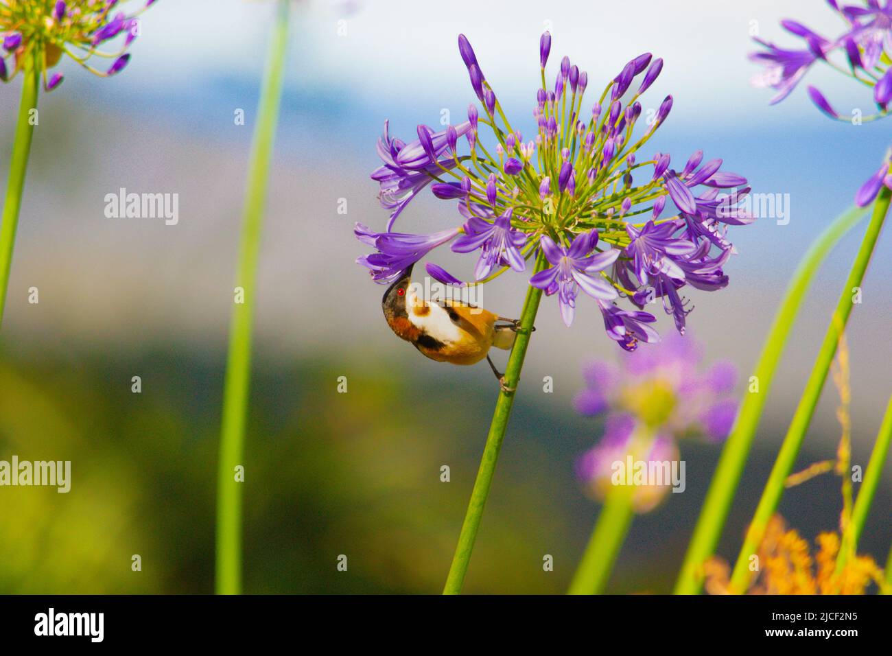 Vibrant photograph of an Eastern spinebill (Acanthorhynchus tenuirostris) feeding on an agapanthus flower Stock Photo