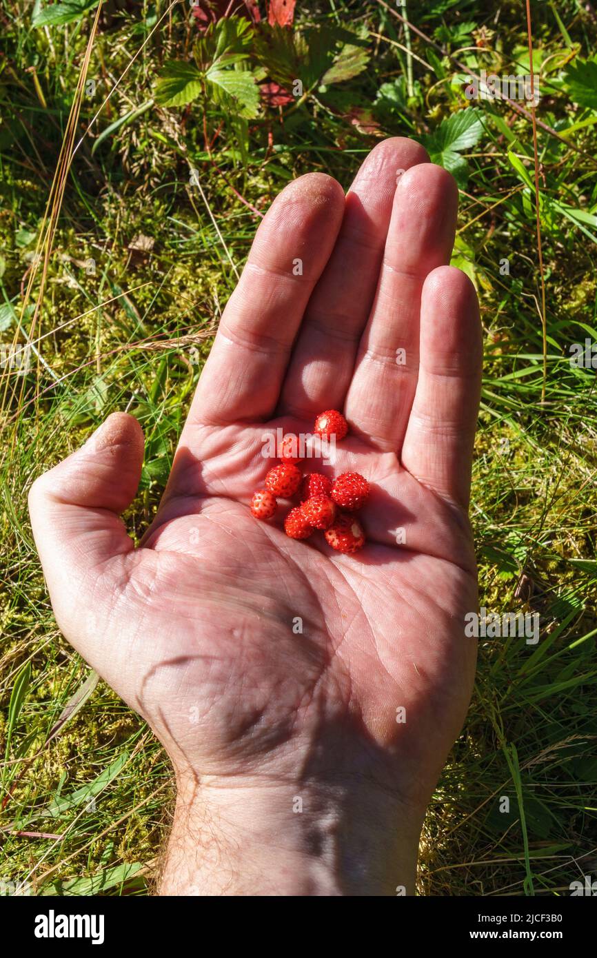 Hand picked wild strawberries Stock Photo